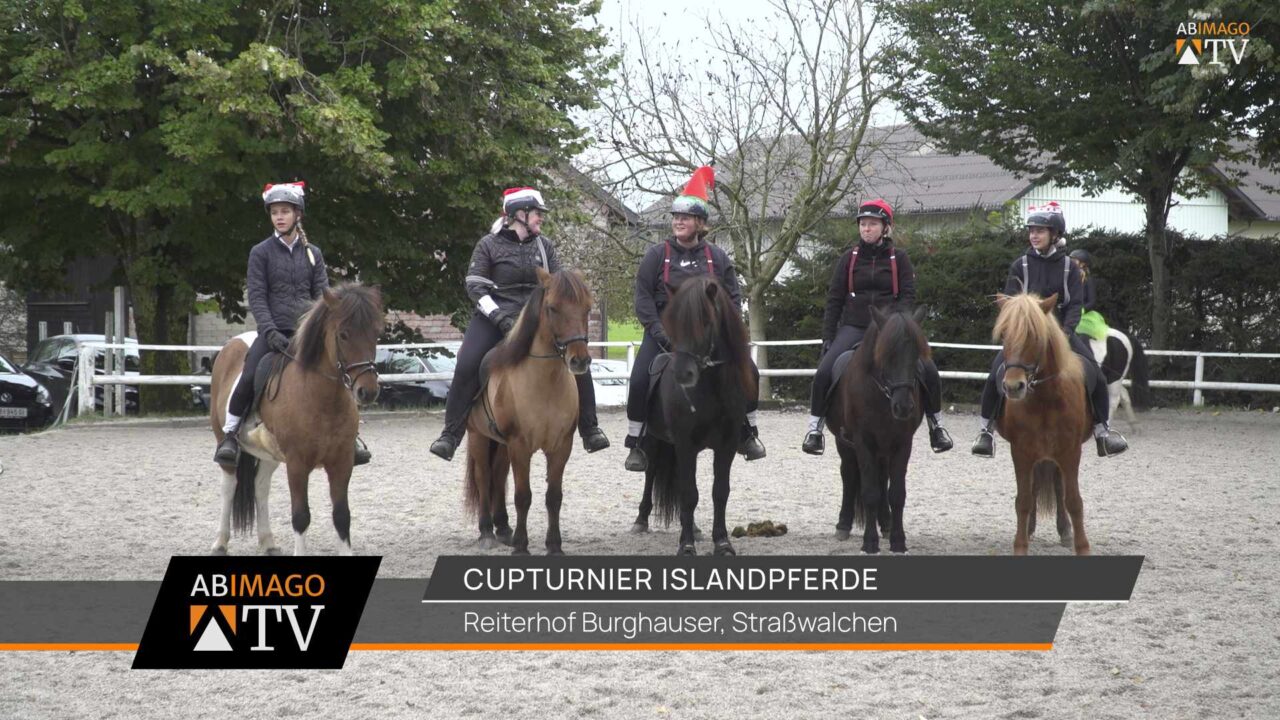 Cupturnier Islandpferde
