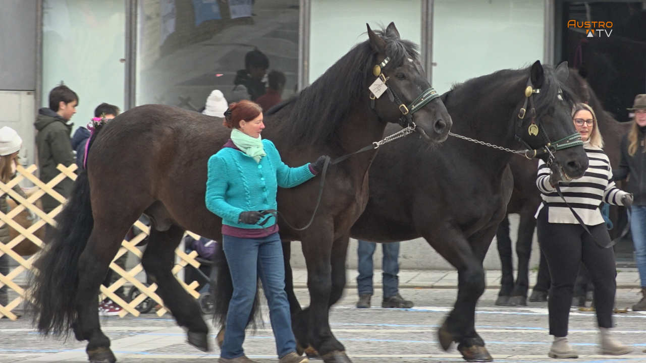 Rieder Pferdemarkt 2026 in Ried im Innkreis