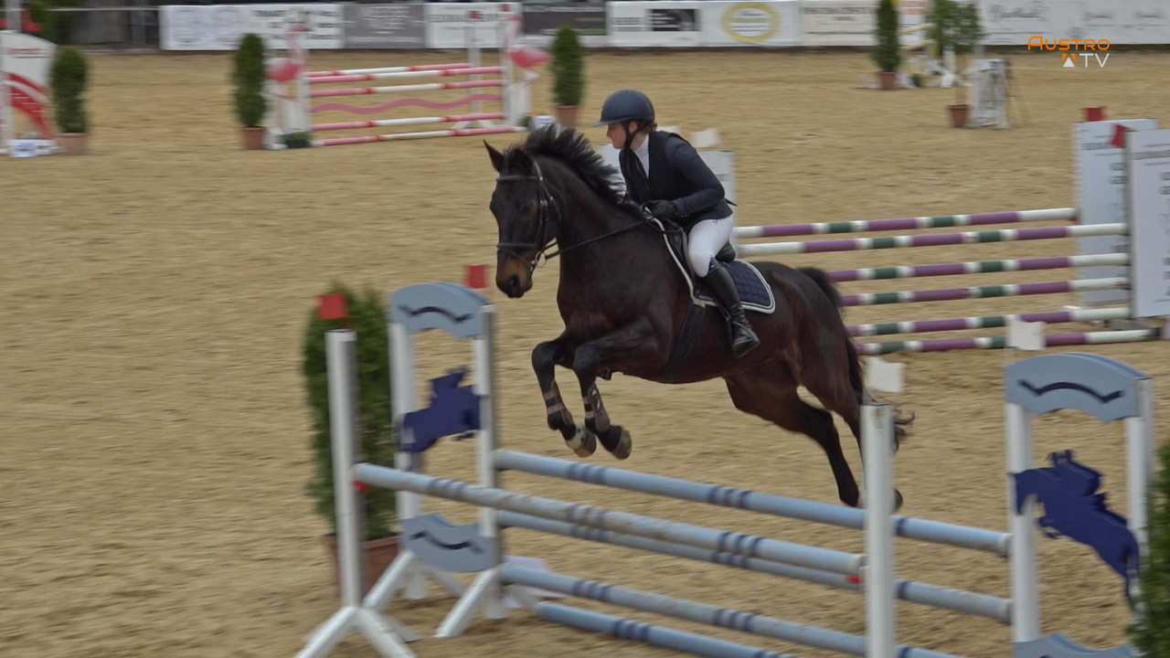 Pferdesport Springturnier CSN-B und CSNP-C in Elixhausen