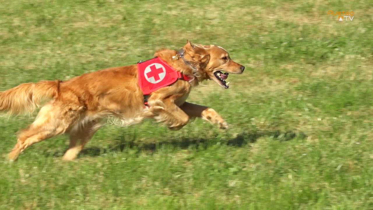 Rettungshundevorführung in Eberschwang