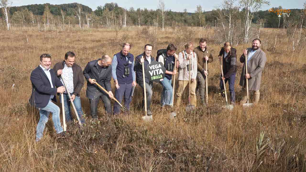 Wasseranstich im Ibmer Moor – Neue Lebensräume für Bekassine und Brachvogel